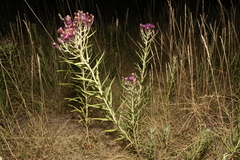 Vernonia marginata