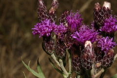 Vernonia marginata