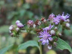 Asteraceae