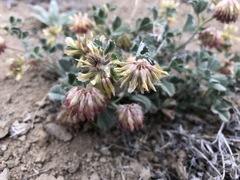 Trifolium leibergii