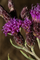 Vernonia marginata