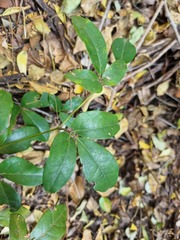 Rhoicissus revoilii