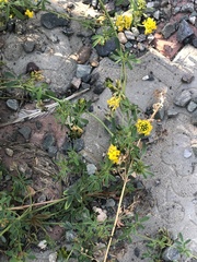 Medicago falcata