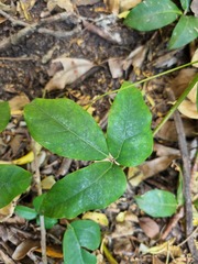 Rhoicissus revoilii