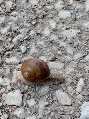 Helix pomatia