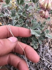Trifolium leibergii