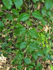 Cassinopsis ilicifolia