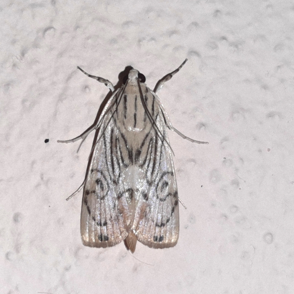 Carper-leaf Webworm Moth