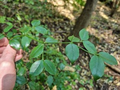 Cassinopsis ilicifolia