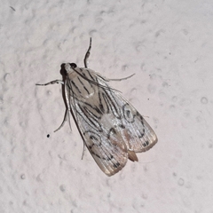 Dichogama redtenbacheri