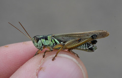 Melanoplus borealis