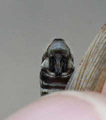 Melanoplus borealis
