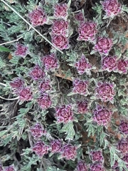 Teucrium capitatum
