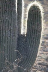 Cranioleuca pyrrhophia