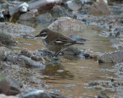 Cinclodes atacamensis