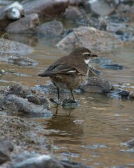Cinclodes atacamensis