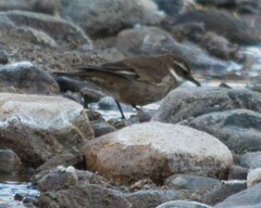 Cinclodes atacamensis