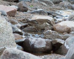 Cinclodes atacamensis