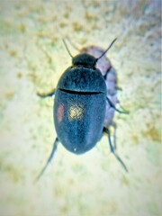 Zophosis punctata