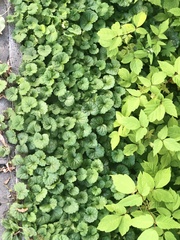 Glechoma hederacea