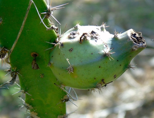 Triangle cactus