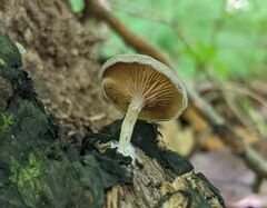 Entoloma undatum