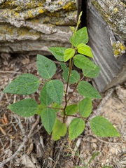 Strophostyles helvola