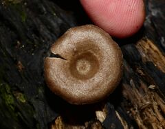 Entoloma undatum