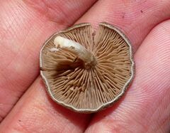 Entoloma undatum