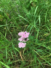 Achillea millefolium