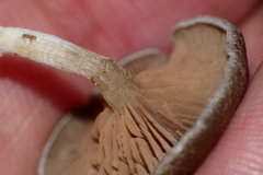 Entoloma undatum