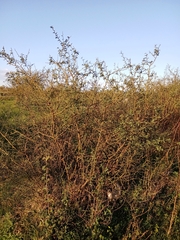 Xylosma tweediana