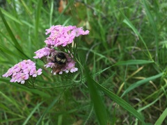 Achillea millefolium