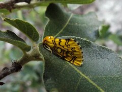 Chrysoecia dela