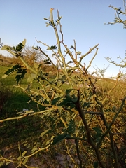Xylosma tweediana