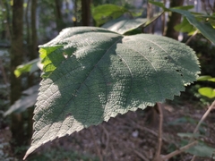 Urera caracasana