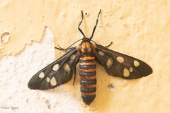 Amata passalis