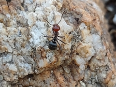 Myrmecocystus placodops