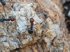 Myrmecocystus placodops