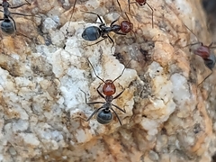 Myrmecocystus placodops