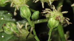 Baccharis vulneraria