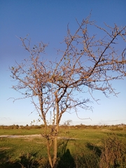 Xylosma tweediana