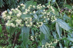 Baccharis vulneraria
