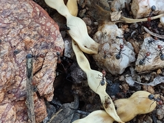 Myrmecocystus placodops