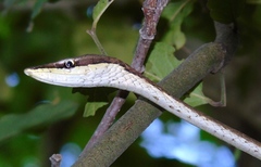 Oxybelis microphthalmus