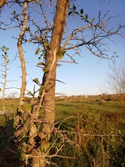 Xylosma tweediana