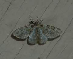 Zenophleps obscurata