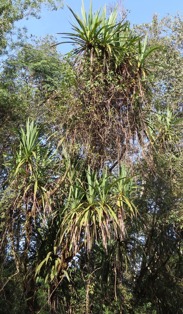 Cordyline sellowiana (Brazílska palma lilie)