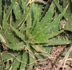 Dyckia distachya