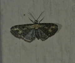 Eupithecia flavigutta